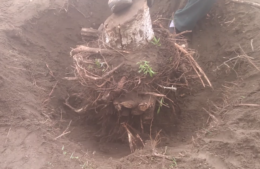 Ficus stump was removed